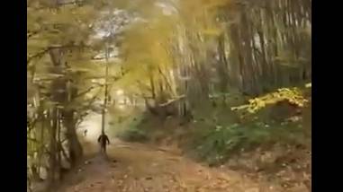 Şuşa meşələrində qızıl payız - VİDEO