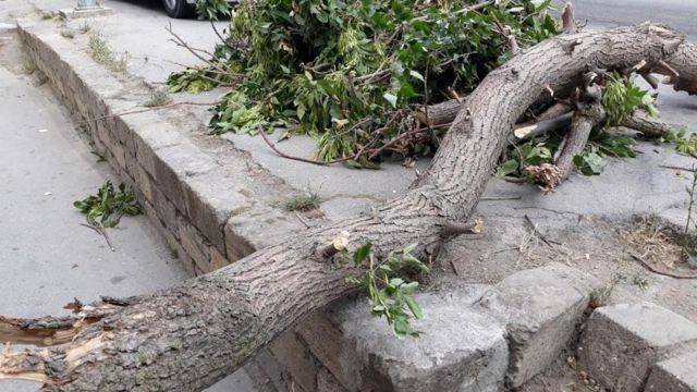 23 yaşlı gənc başına ağac budağı düşməsi nəticəsində öldü