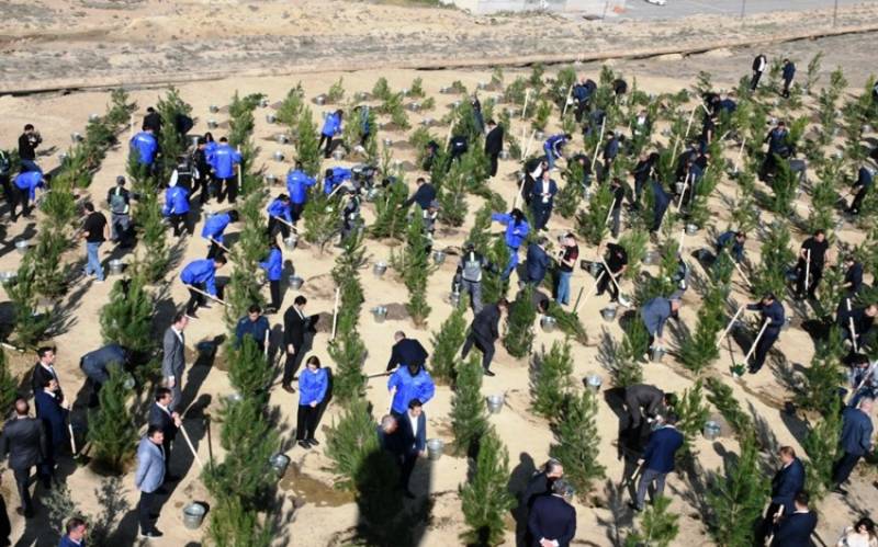 Bakıda növbəti ağacəkmə aksiyası keçirildi