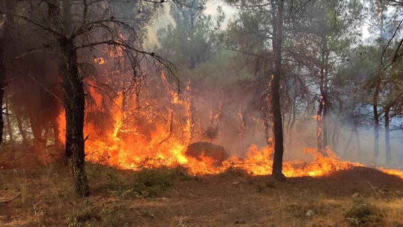Ədirnədə meşə yanğını nəzarət altına alındı