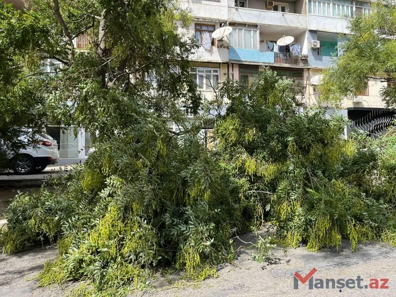 Güclü külək Bakıda ağacı aşırdı - FOTO