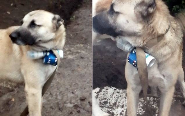 Ermənilər itə partlayıcı qurğu bağlayıb mövqelərimizə göndərdilər - FOTO