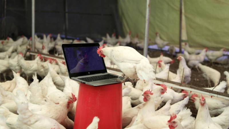 Toyuq tıqqıltı səsini tərcümə edən süni intellekt hazırlandı