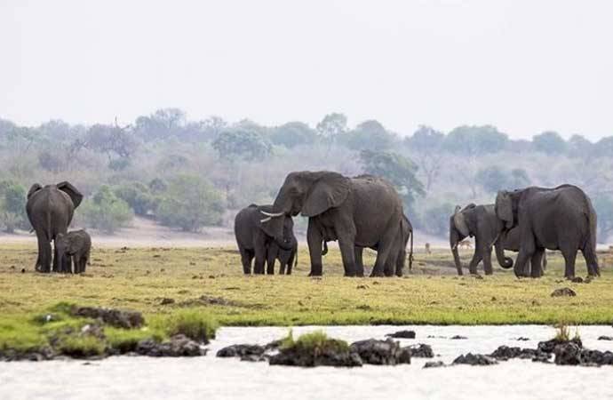 Bu ölkə Almaniyanı \"fil\" ilə təhdid etdi: “Zarafat deyil”