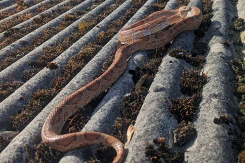 İngiltərədə qarğa bir il əvvəl itmiş ev ilanını qarajın damına atdı