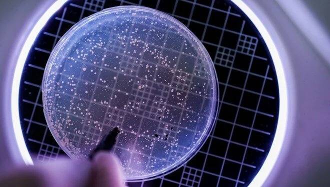 Alimlər qaniçən \"vampir bakteriyaları\" kəşf etdi