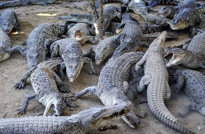 Azərbaycana qonşu olan ölkədə TİMSAH HƏYƏCANI: İnsanlar TƏŞVİŞDƏ