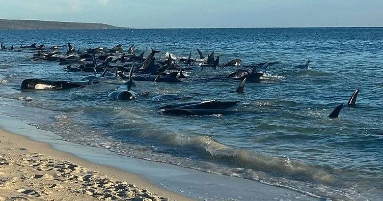 Avstraliyada balinalar sahilə çıxdı - Mühafizə qrupları hərəkətə keçdi