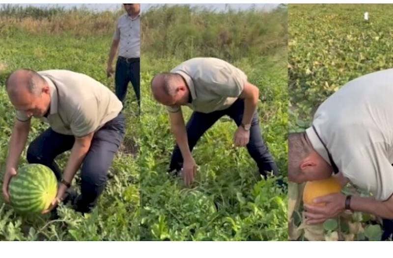 Deputat bostanda: Qarpıza gücü çatmadı - Maraqlı VİDEO