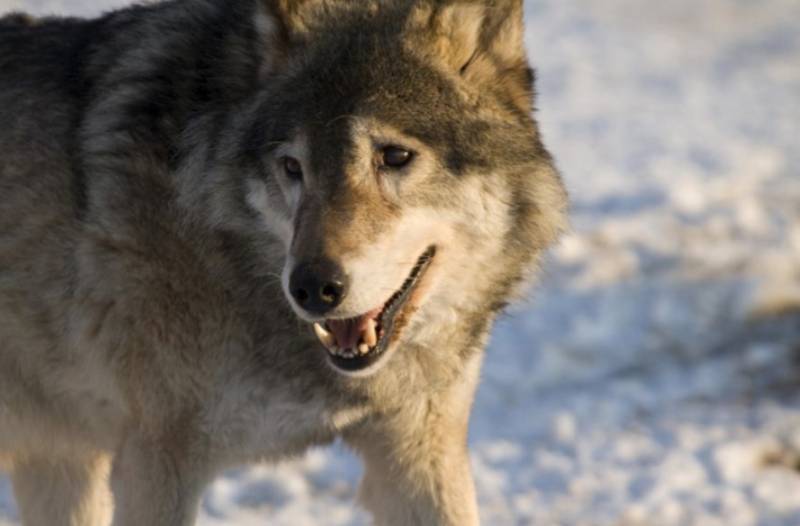 Böyütdüyü canavarla belə qarşılaşdı - VİDEO