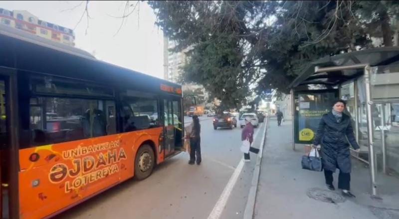 Bakının mərkəzində şam ağacı dayanacağın üstünə aşa bilər  - FOTO