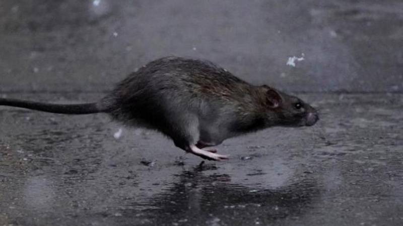 Ərdəbildə kəskin şaxta siçovulları dondurdu - VİDEO