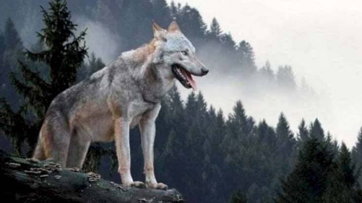 Sumqayıt sakinini 8 canavar parçaladı - FOTO