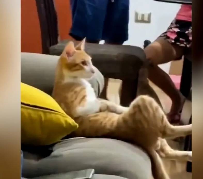 Pişiyin bu hərəkəti baxanları güldürdü