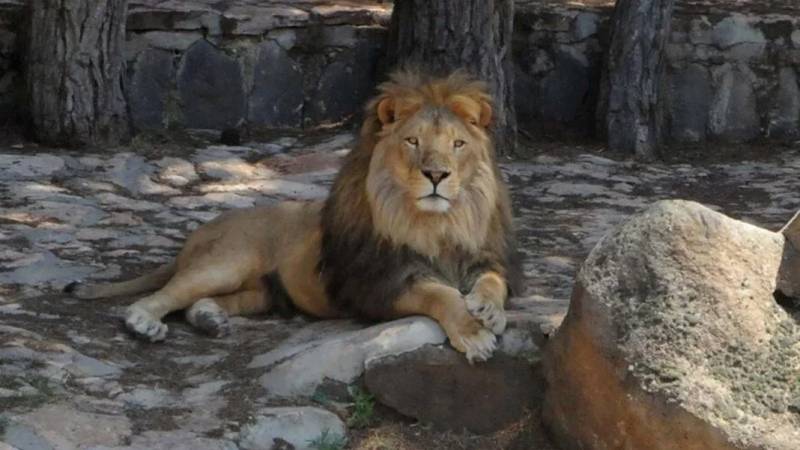 Nigeriyada aslan zoopark işçisini öldürdü