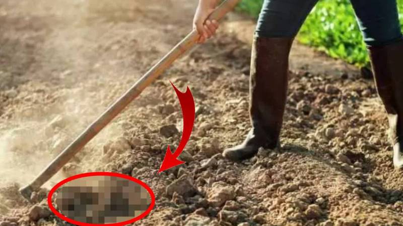 Dırmığa ilişəni görəndə şoka düşdü - Arxeoloqlar 5 dənə birdən...