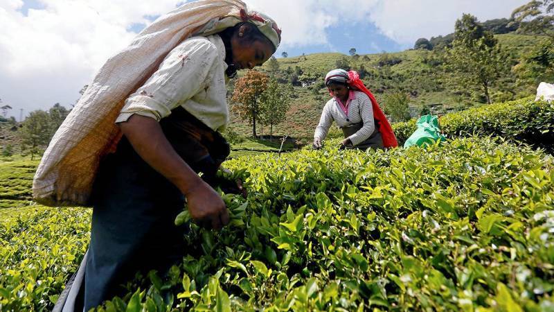 Şri-Lanka İrana olan neft borcunun 20 milyon dollarını çayla ödədi