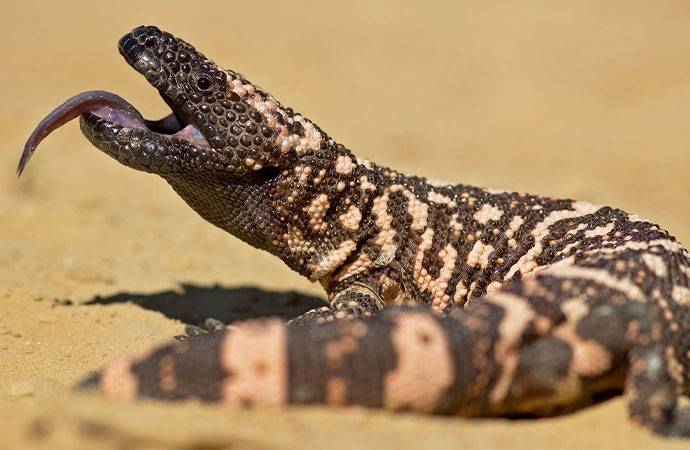 Evdə bəslədiyi Gila Canavarı dişlədi - 4 gün sonra dünyasını dəyişdi