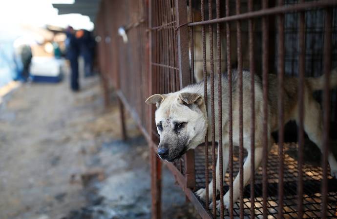 Cənubi Koreyada it əti yemək qadağan olundu