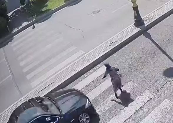 Bakının mərkəzində qadını avtomobil belə vurdu - DƏHŞƏTLİ KADRLAR