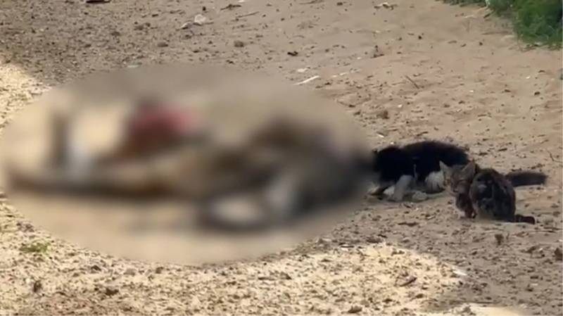 Qəzzadan yayılan görüntülər viral oldu - Cəsədlər sahibsiz qaldı