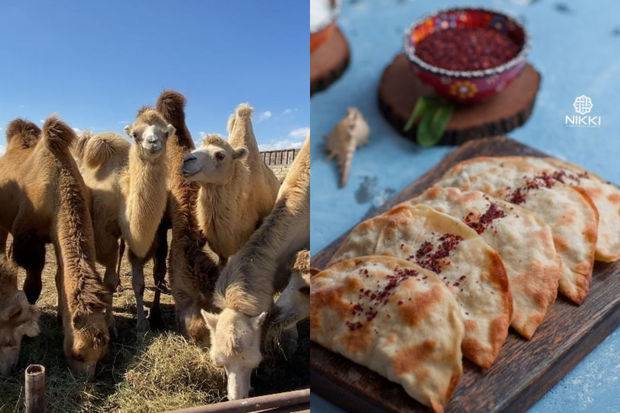 “Restoran var ki, ildə bir dəfə dəvə əti alır, amma həmişə dəvə qutabı satır” -  FOTO