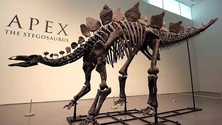 Dinozavr qalığı 44,6 milyon dollara satıldı