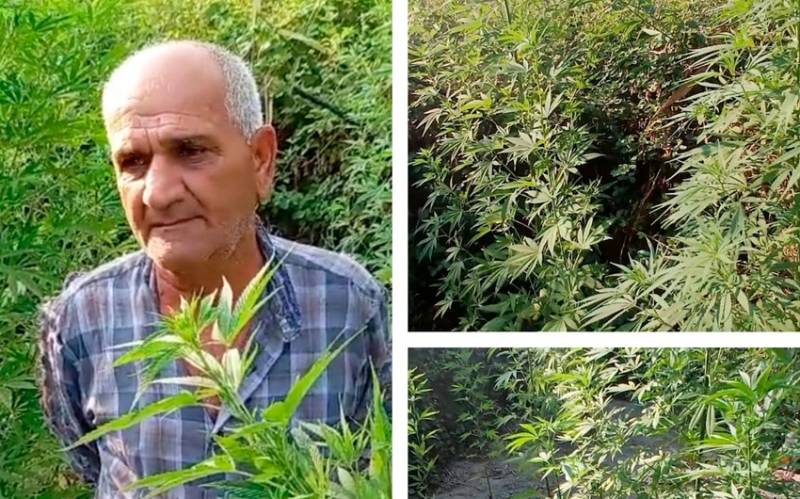 Ucarda çətənə kolları yetişdirən şəxs saxlanıldı