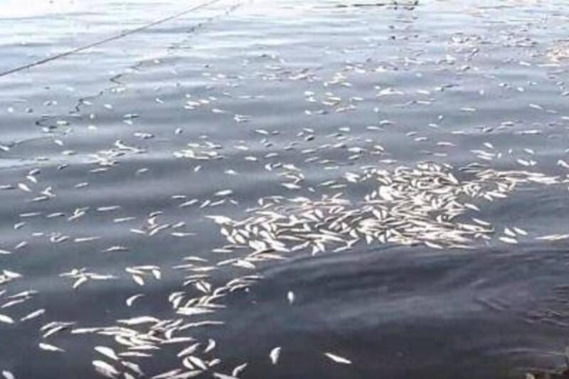 Çində yağışlar balıqları \"uçurtdu\" - VİDEO