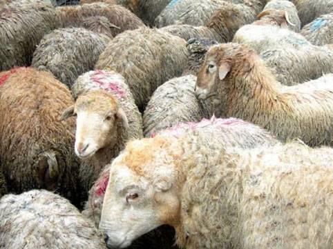 Borc pulla qurban kəsmək olar? 