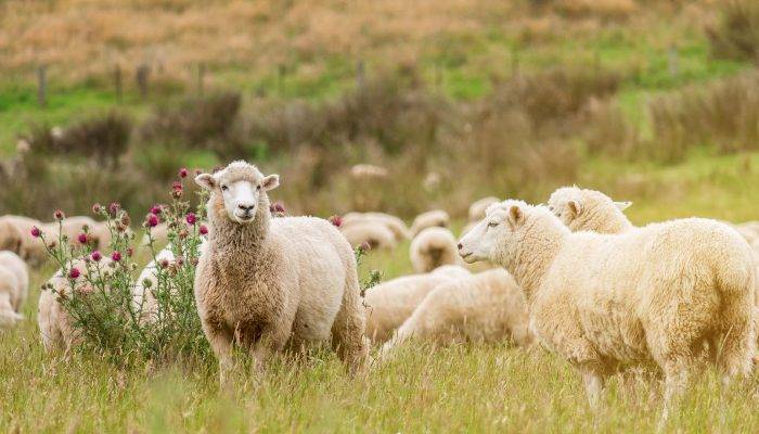 Hansı heyvanlar qurban kəsilə bilər? - Fətva verildi