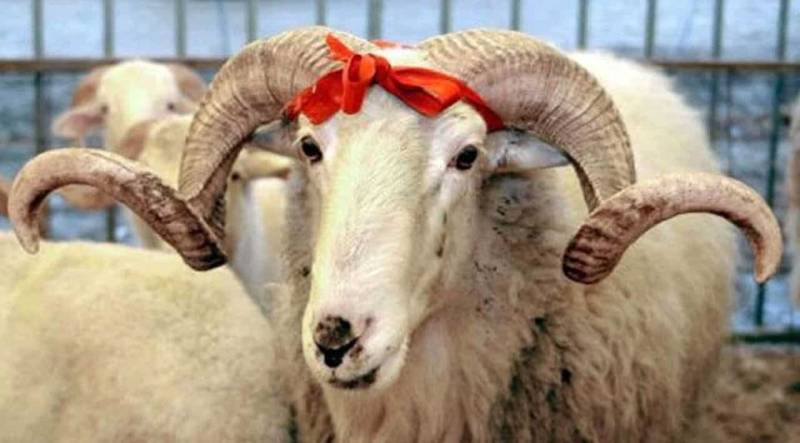 \"Ətin kiloqramla qurbanlıq adı ilə satılması doğru deyil\" - Hacı Surxay (VİDEO)