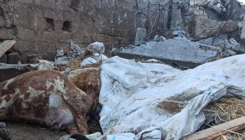 Sumqayıtda ferma uçdu - 16 baş iribuynuzlu heyvan tələf oldu