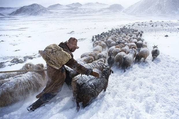 Monqolustanda 3 milyondan çox ev heyvanı tələf oldu