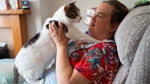 Trendə qoşulan pişik görün nə etdi - VİDEO