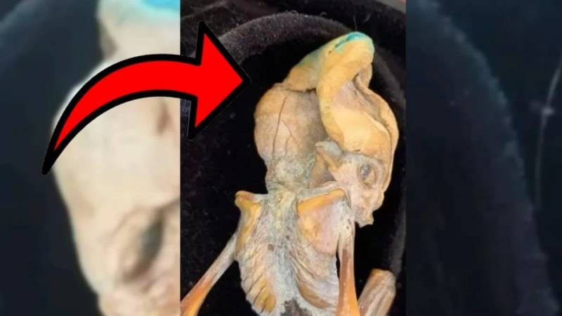 Yeni tapılan qalıqlar dünyanı şoka saldı - Yer kürəsində yaşamış yadplanetli aid ola bilər