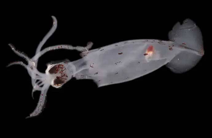 Yeni Zelandiyada 100 yeni dəniz canlısı aşkar edildi