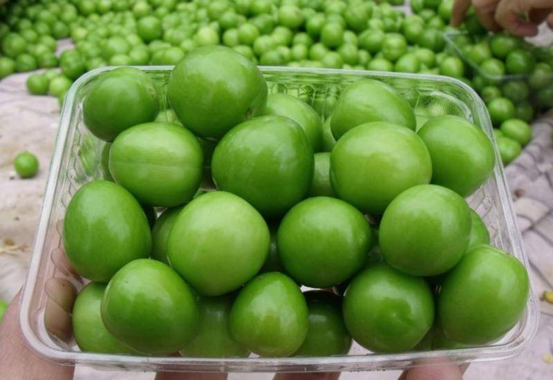 Alçanın kilosu 600 manata satılır - Bahalığın səbəbi nədir? (VİDEO)