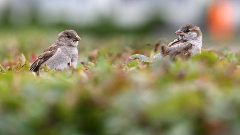 Pakistanda sərçələr siyahıya alınacaq