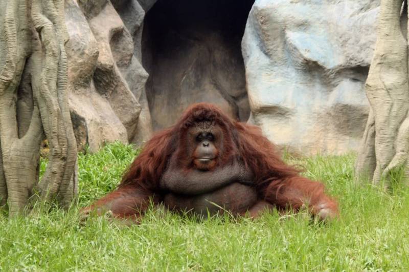 Bu ölkə \"oranqutan diplomatiyası\"na başlayır