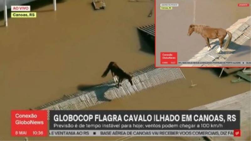 Braziliyada daşqın fəlakəti ən yüksək səviyyəyə çatdı -  Atlar sağ qalmaq üçün damlara çıxdı 