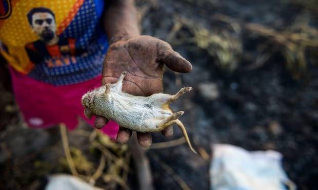 Nigeriyada 40 il ərzində ilk dəfə bu xəstəliyin müalicə sınaqları keçiriləcək