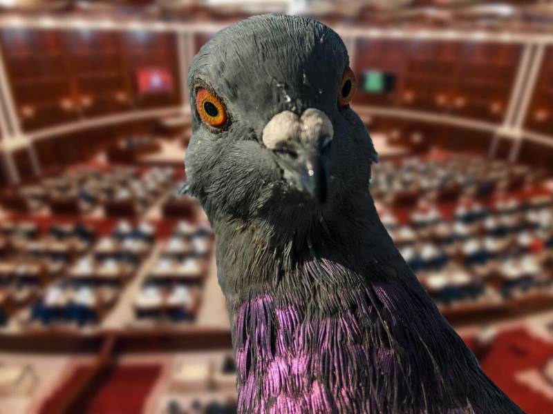 \"Göyərçinləri yemləyənlər cərimələnsin\" - Deputatdan təklif