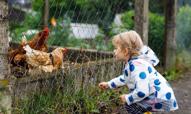3 yaşlı uşaq quş qripinə yoluxdu 