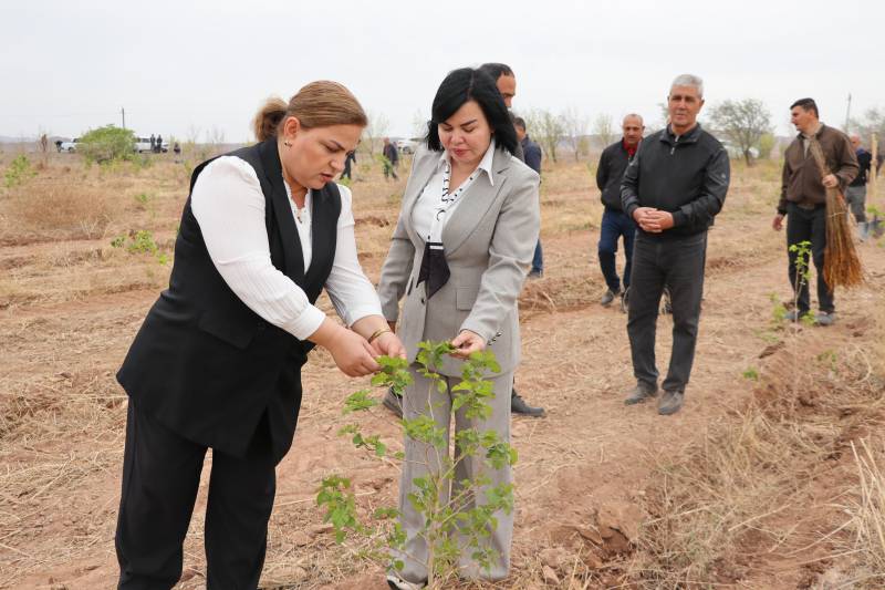 Naxçıvanda tut bağlarında aqrotexniki tədbirlər həyata keçirildi - FOTOLAR