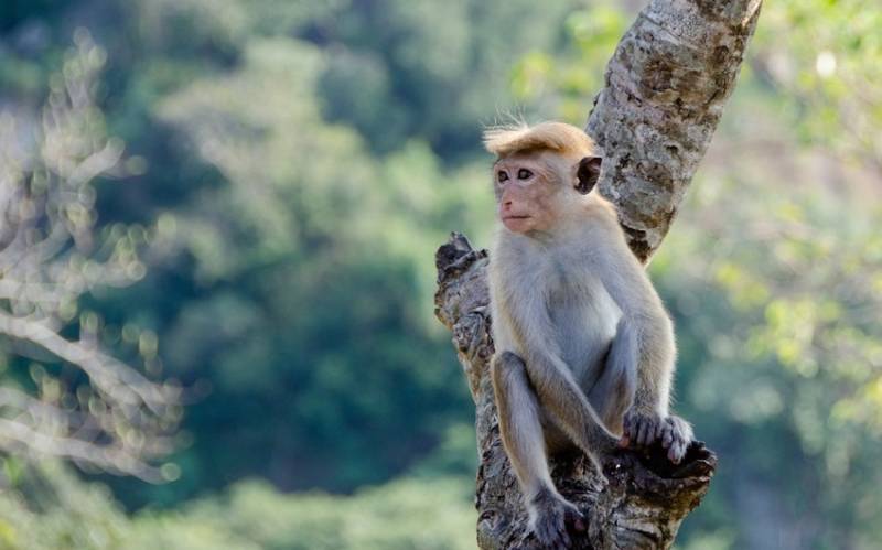 Meymun Şri-Lankanın işıqsız qalmasına səbəb oldu 