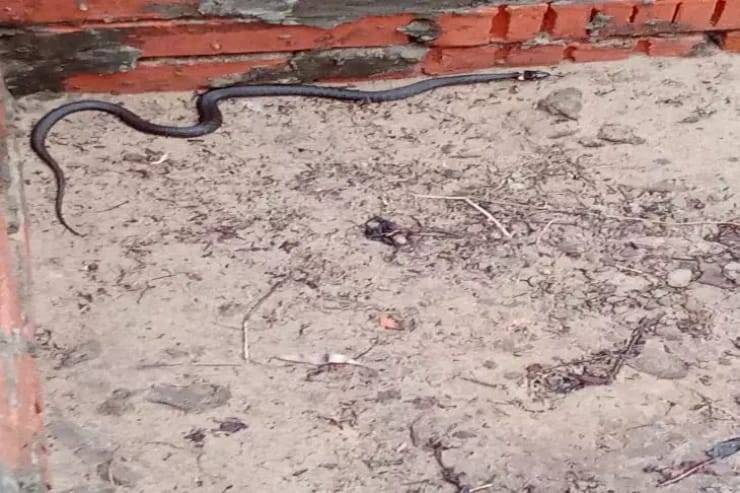 İlanların insanlardan çox olduğu ADA