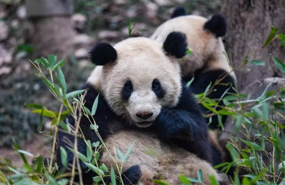 İki böyük panda göndərildi – DOSTLUQ SİMVOLU
