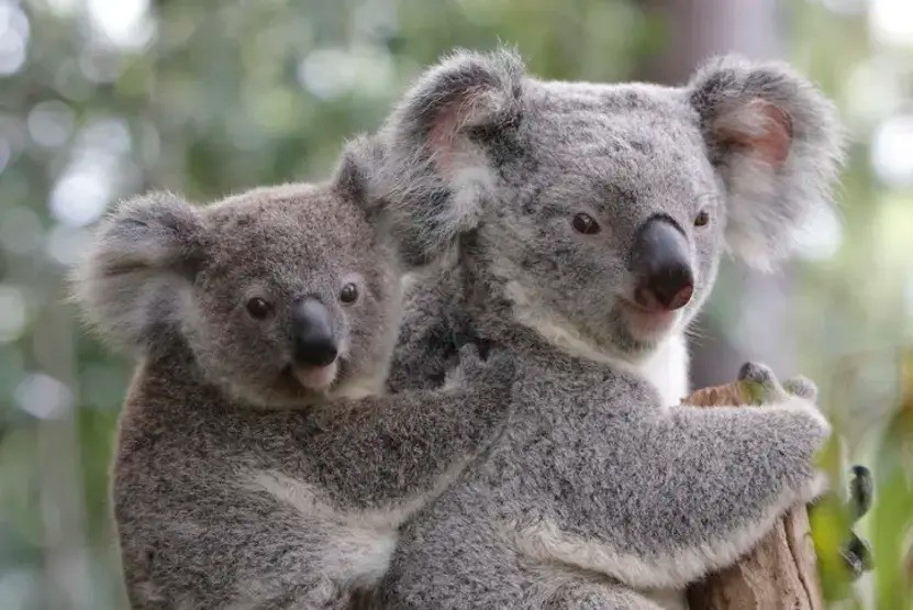 Avstraliyada koalaların kütləvi məhvi -&nbsp;700 koala öldürüldü