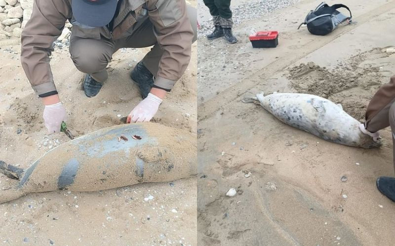 Çoxlu sayda ölü suiti aşkarlandı&nbsp;&nbsp;